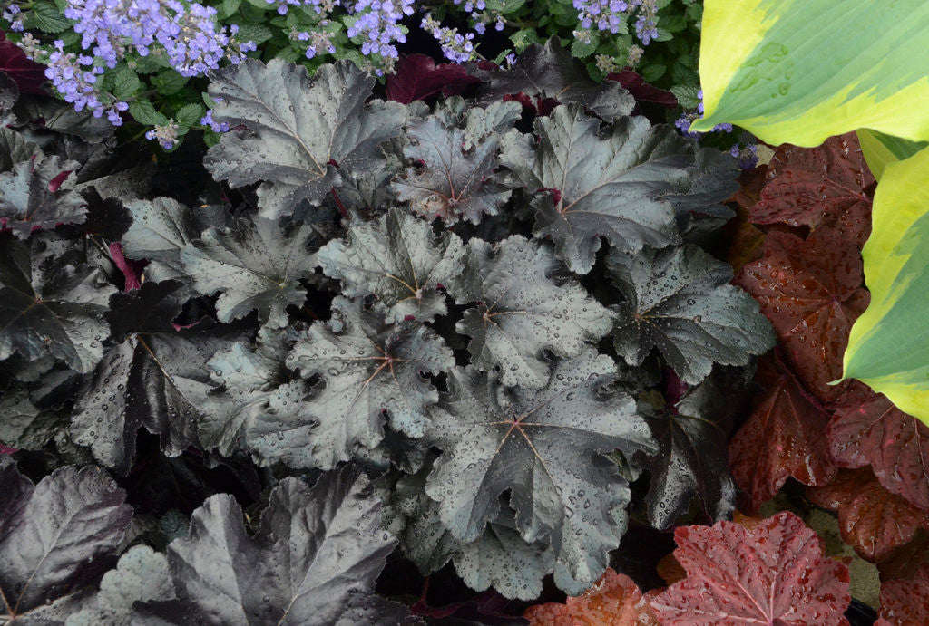 Proven Winners Primo Coral Bells - Thumbnail 3