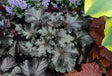 Heuchera PRIMO® 'Black Pearl'