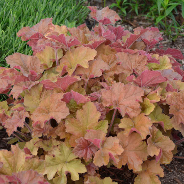 Heuchera 'Caramel'