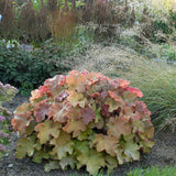 Heuchera 'Caramel'