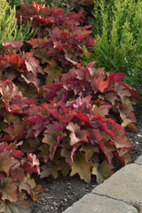 Heuchera hybrida 'Carnival Watermelon'