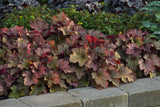 Heuchera hybrida 'Carnival Watermelon'