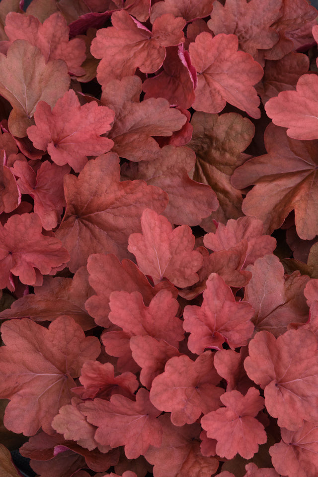 Heuchera hybrida 'Carnival Cinnamon Stick' close up