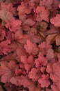 Heuchera hybrida 'Carnival Cinnamon Stick' close up