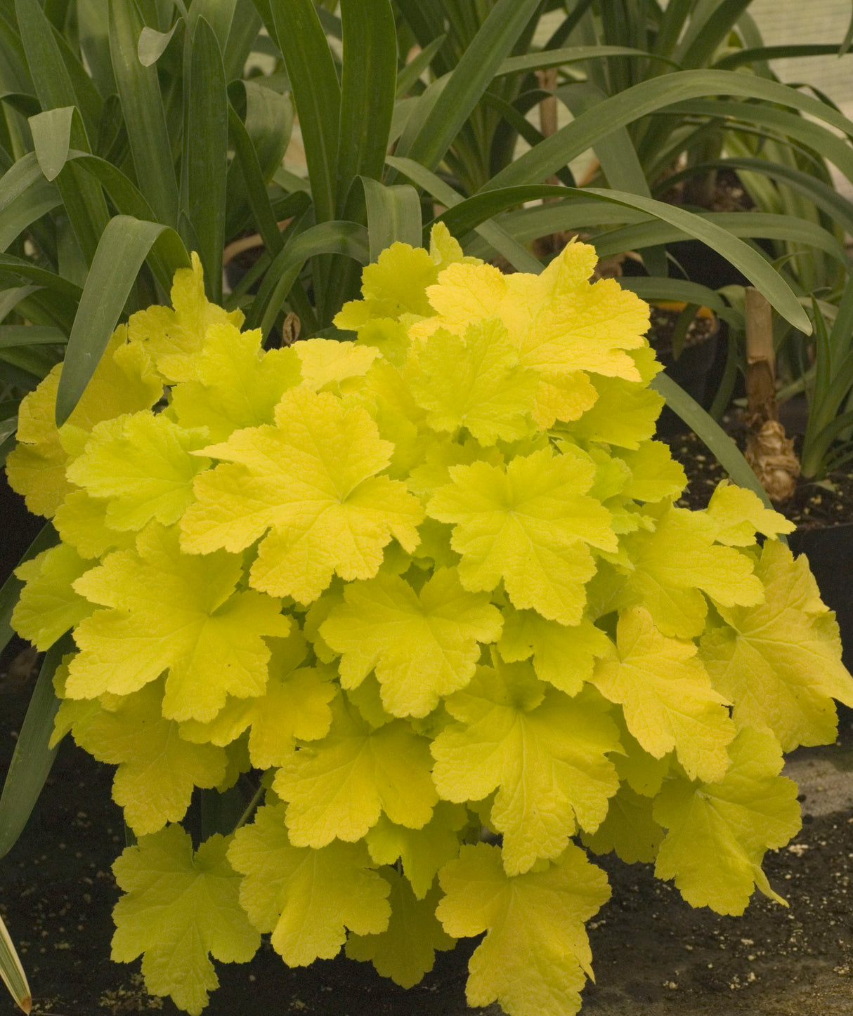 Heuchera 'Citronelle' - Fall Plant