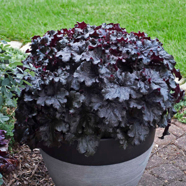 Heuchera DRESSED UP™ 'Evening Gown'