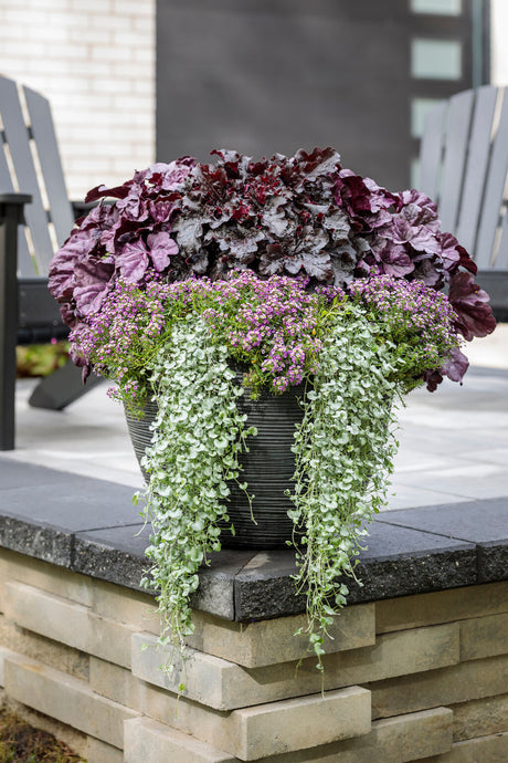 Heuchera DRESSED UP™ 'Evening Gown'