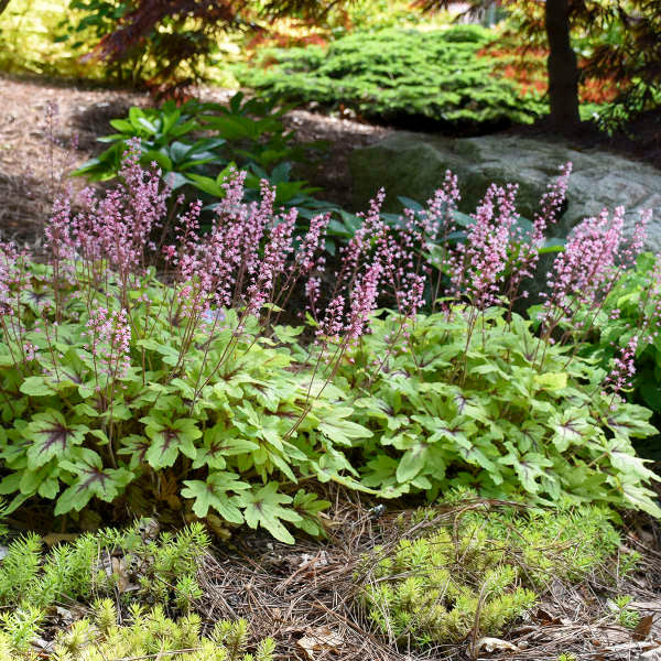 Heucherella FUN AND GAMES® 'Eye Spy'