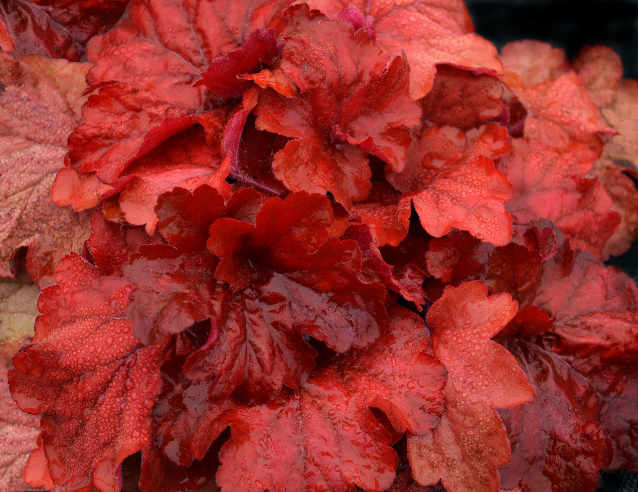 TERRA NOVA Heuchera Fire Alarm - Thumbnail 2