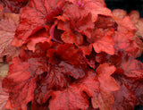 Heuchera 'Fire Alarm'