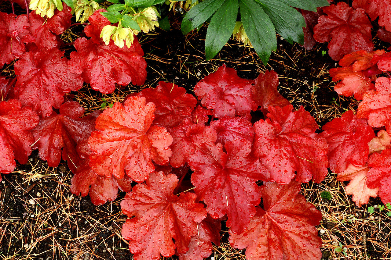 TERRA NOVA Heuchera Fire Alarm