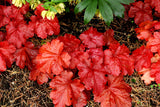 Heuchera 'Fire Alarm'