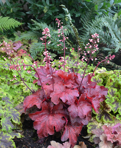 Heuchera 'Fire Alarm'