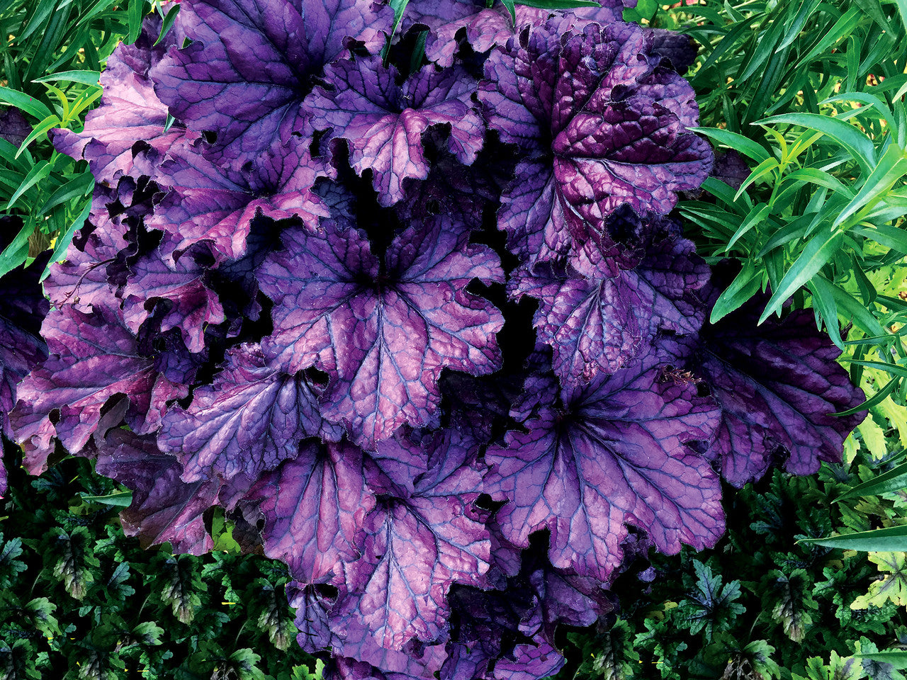 Heuchera 'FOREVER® Purple'