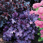 Heuchera 'FOREVER® Purple'