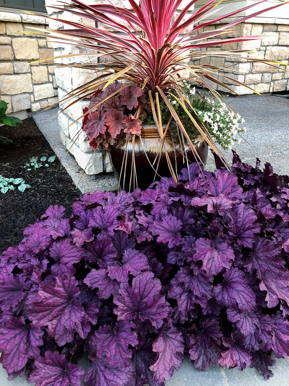 Heuchera 'FOREVER® Purple'
