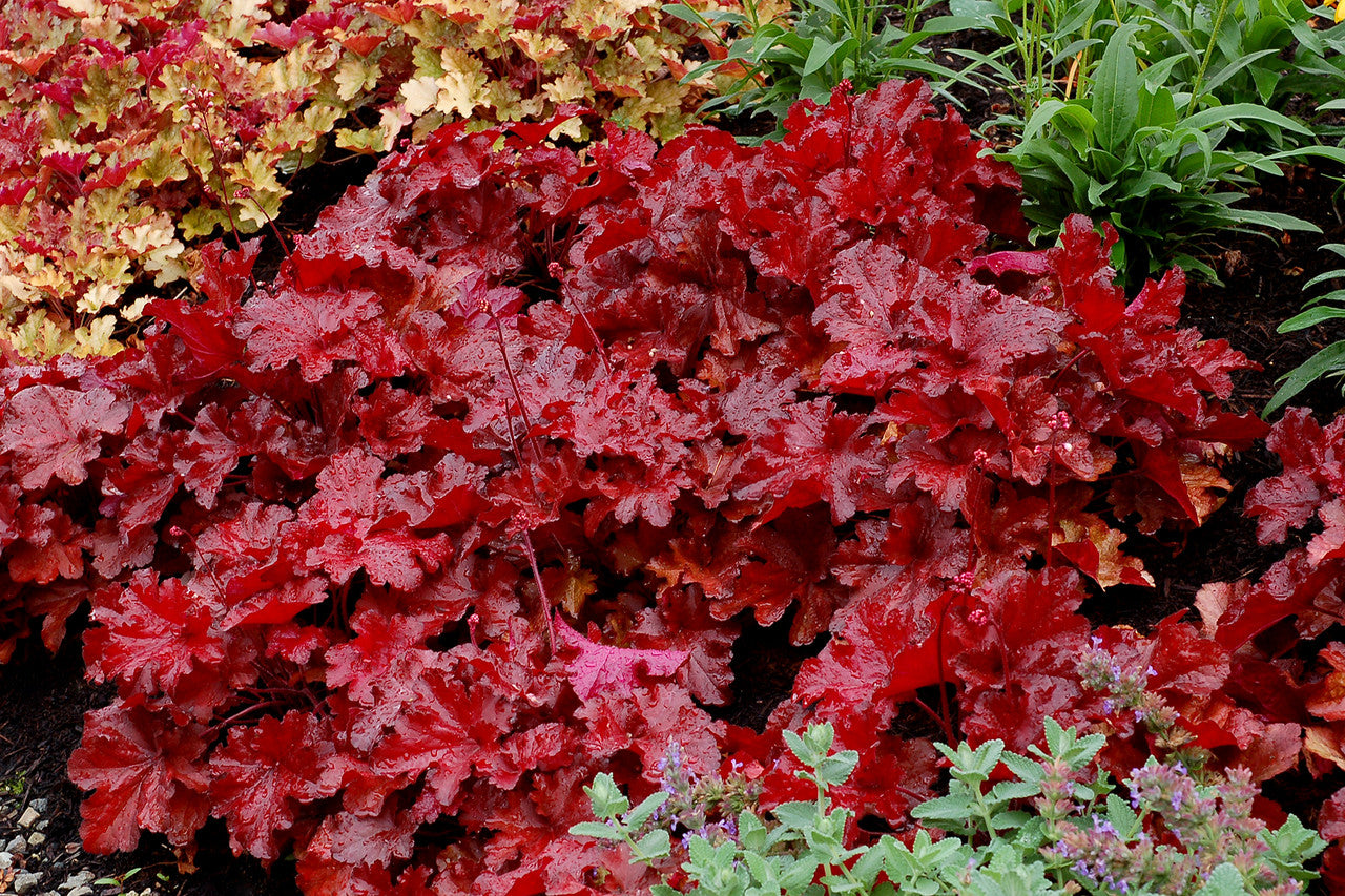 Heuchera 'FOREVER® Red'
