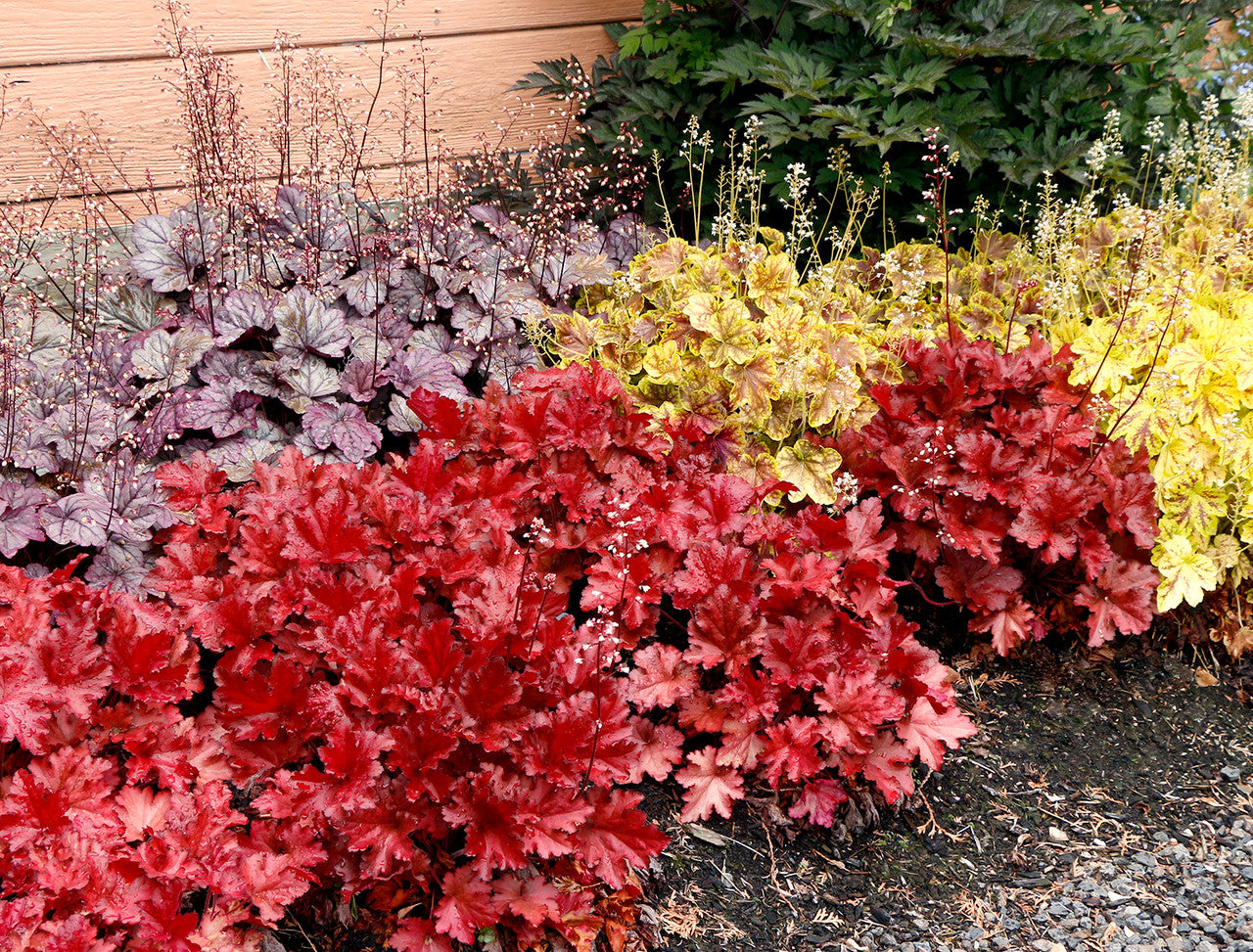 Heuchera 'FOREVER® Red'