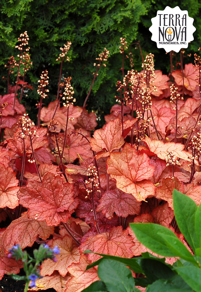 Heuchera 'Georgia Peach'