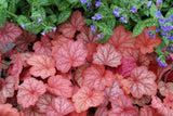 Heuchera 'Georgia Peach'