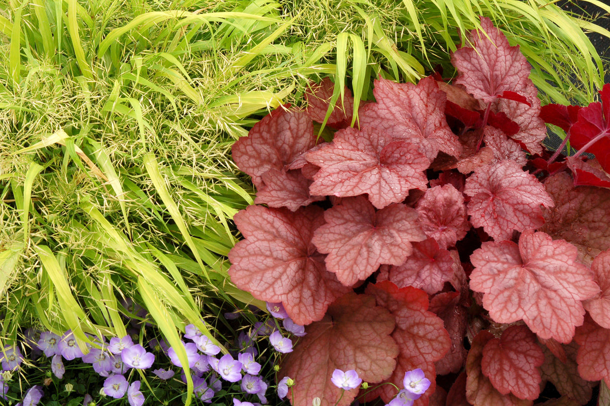 Heuchera 'Georgia Peach'