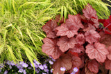 Heuchera 'Georgia Peach'