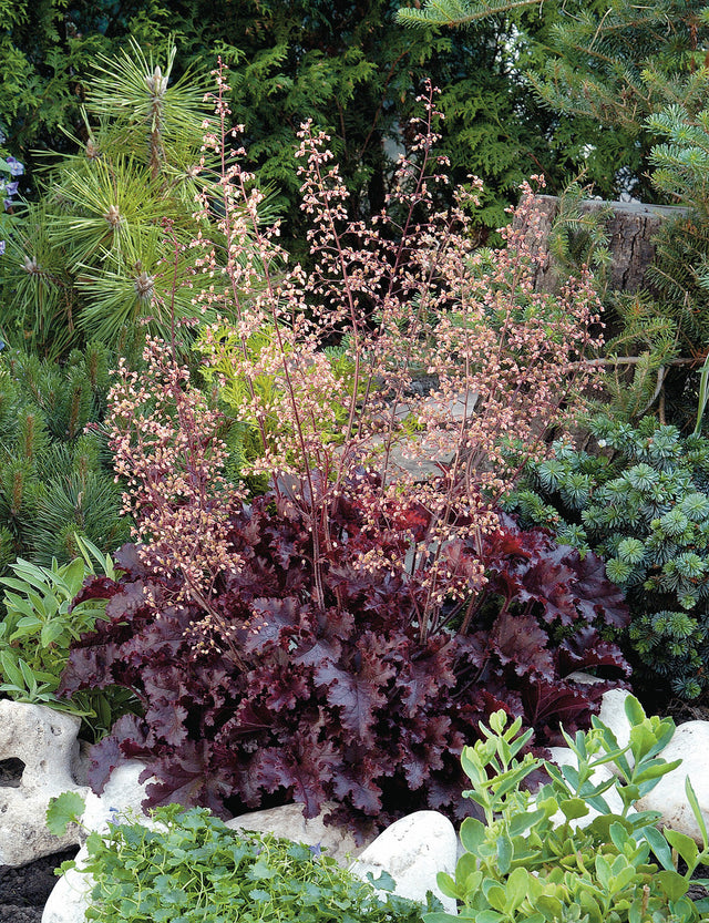 Heuchera 'Melting Fire'