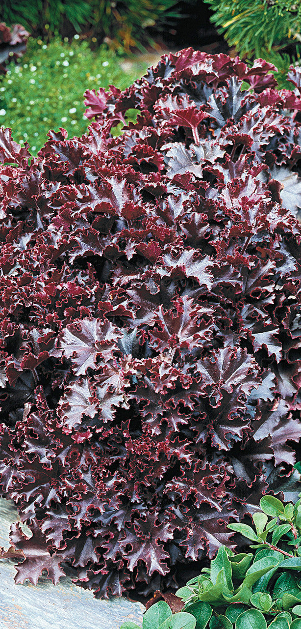 Heuchera 'Melting Fire'