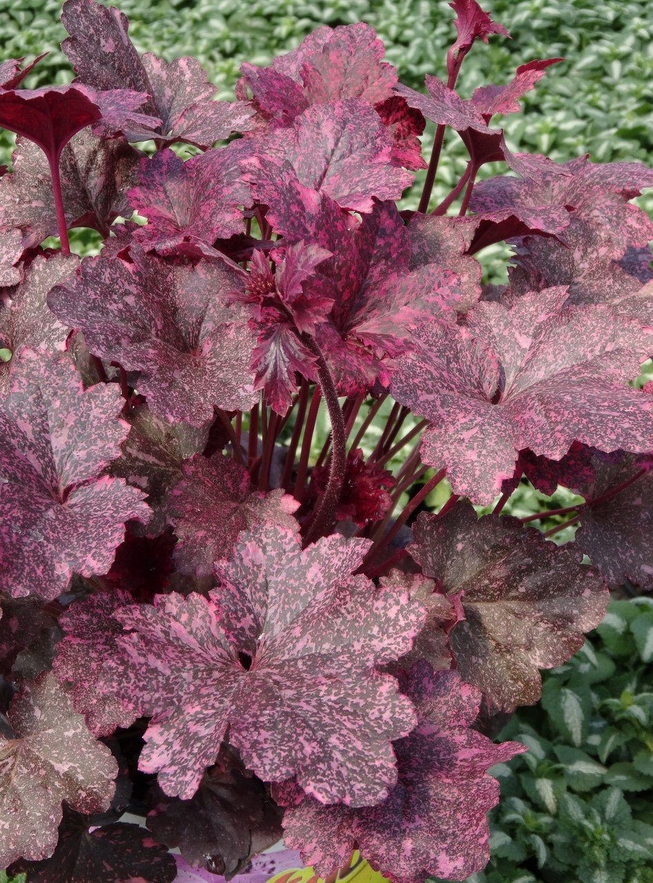 TERRA NOVA Heuchera