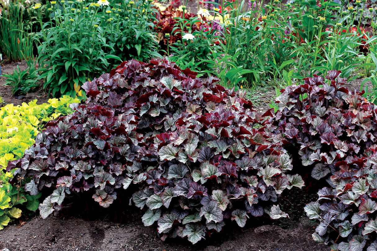 Heuchera 'Northern Exposure Silver'