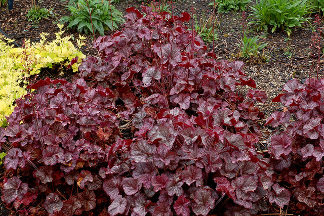 Heuchera 'Northern Exposure Silver'