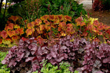 Heuchera 'Northern Exposure Silver'