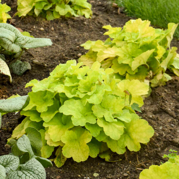 Heuchera Primo® 'Pistachio Ambrosia'