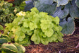 Heuchera Primo® 'Pistachio Ambrosia'