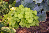 Heuchera Primo® 'Pistachio Ambrosia'