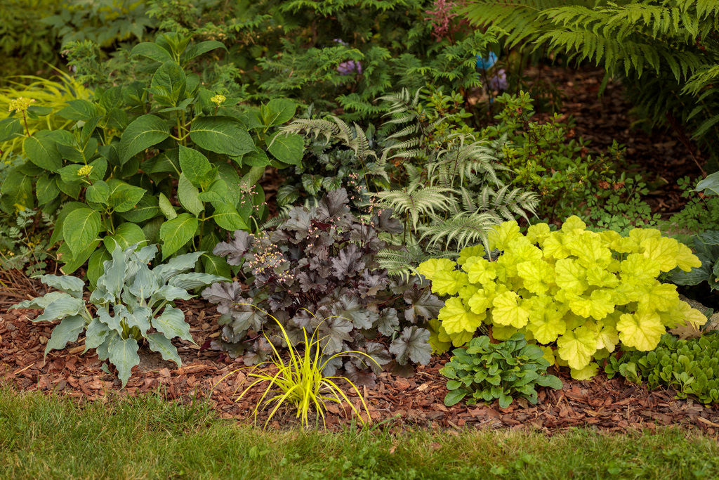 Heuchera Primo® 'Pistachio Ambrosia'