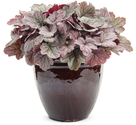 Heuchera DOLCE® 'Silver Gumdrop'