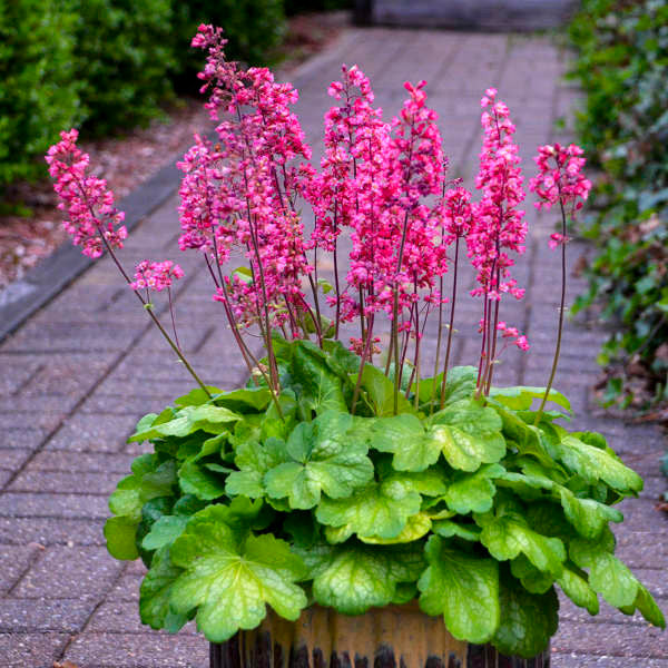 Heuchera 'Timeless Glow'