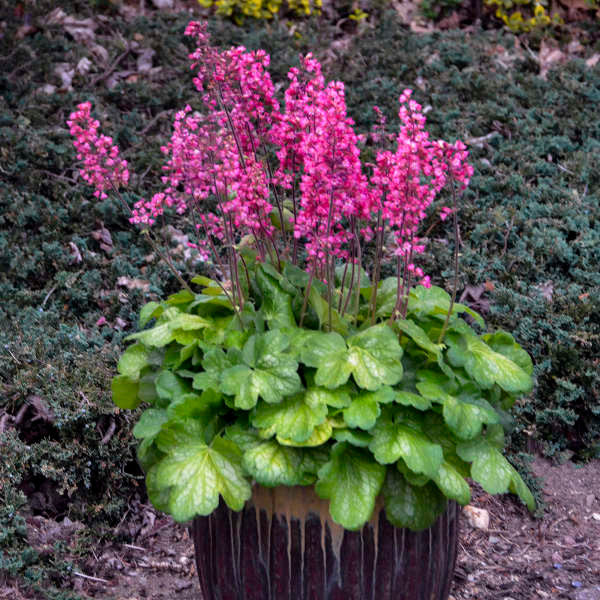 Heuchera 'Timeless Glow'