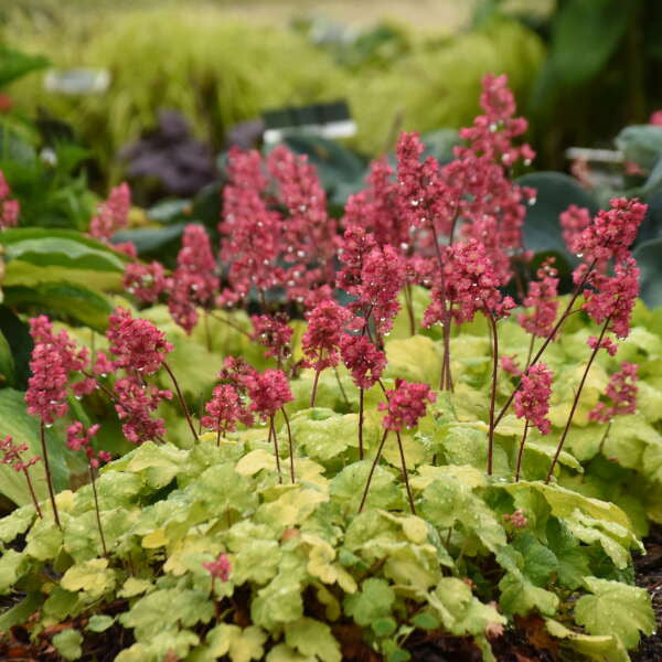 Heuchera 'Timeless Glow'