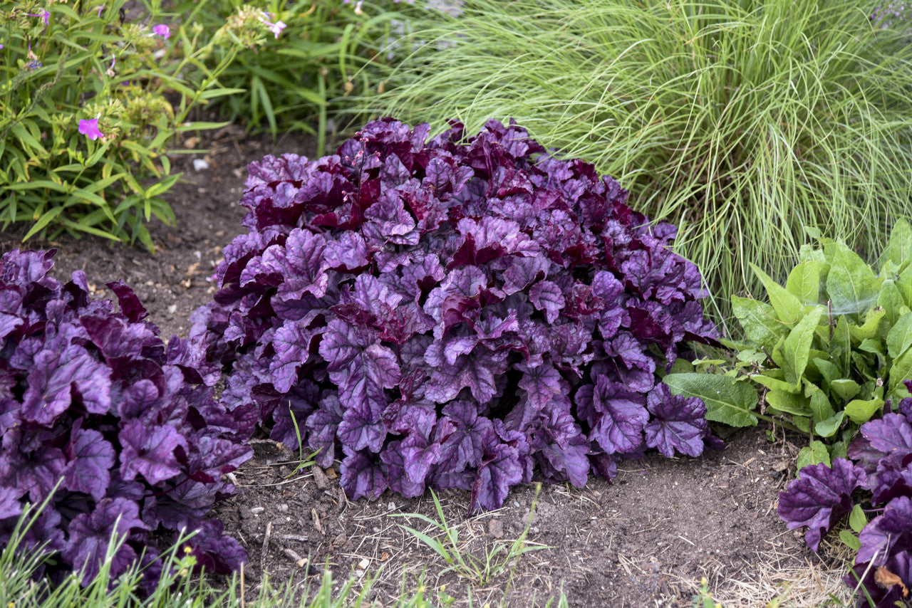 Proven Winners Heuchera Dolce - Thumbnail 2
