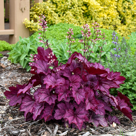 Heuchera PRIMO® 'Wild Rose'