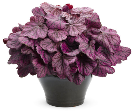 Heuchera PRIMO® 'Wild Rose'