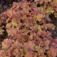 Heuchera 'Caramel'