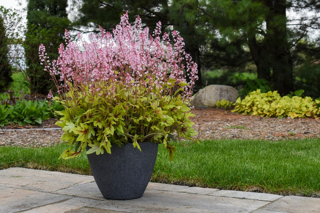 Heucherella FUN AND GAMES® 'Eye Spy'