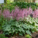 Heucherella 'Pink Fizz'