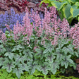 Heucherella 'Pink Fizz'