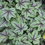 Heucherella 'Pink Fizz'