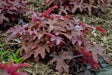 Heucherella FUN AND GAMES® 'Red Rover'