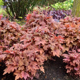 Heucherella 'Sweet Tea'